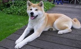 The <b>Akita Inu</b>